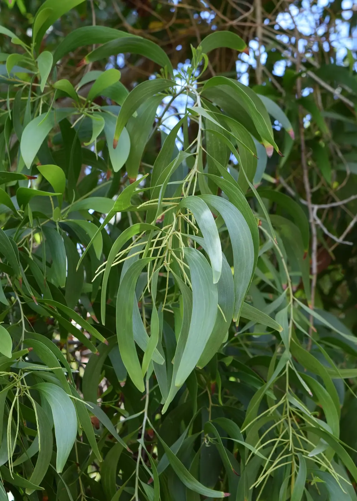 AKASIA KUNING / WATTLE — Acacia auriculiformis