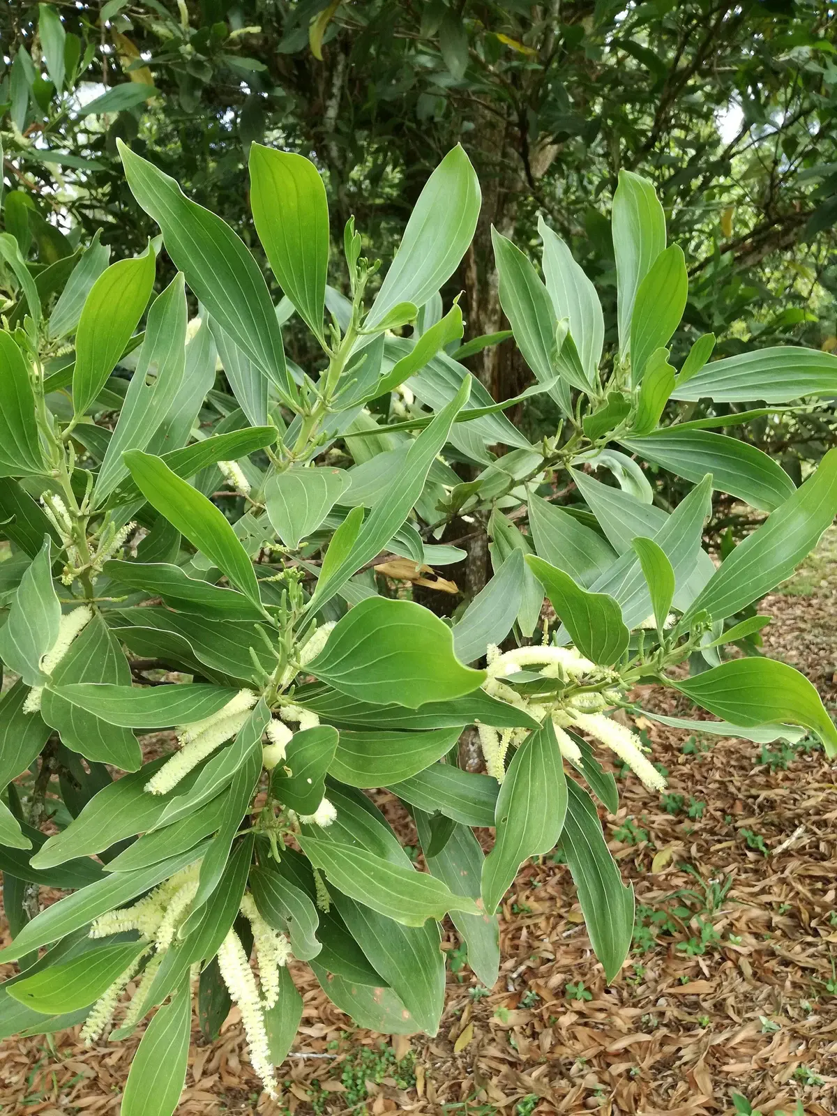 ACASIA — Acacia mangium