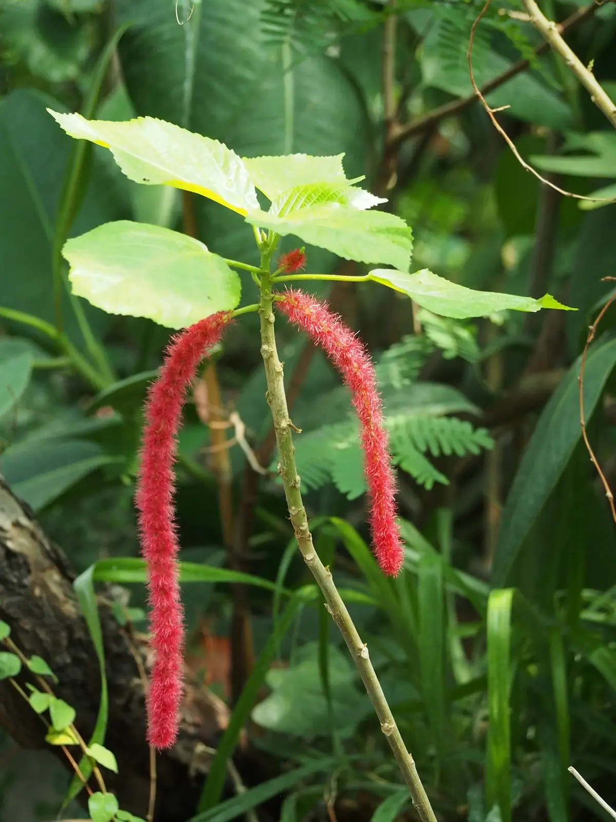 AKALIPA / CAT’S TAIL — Acalypha hispida