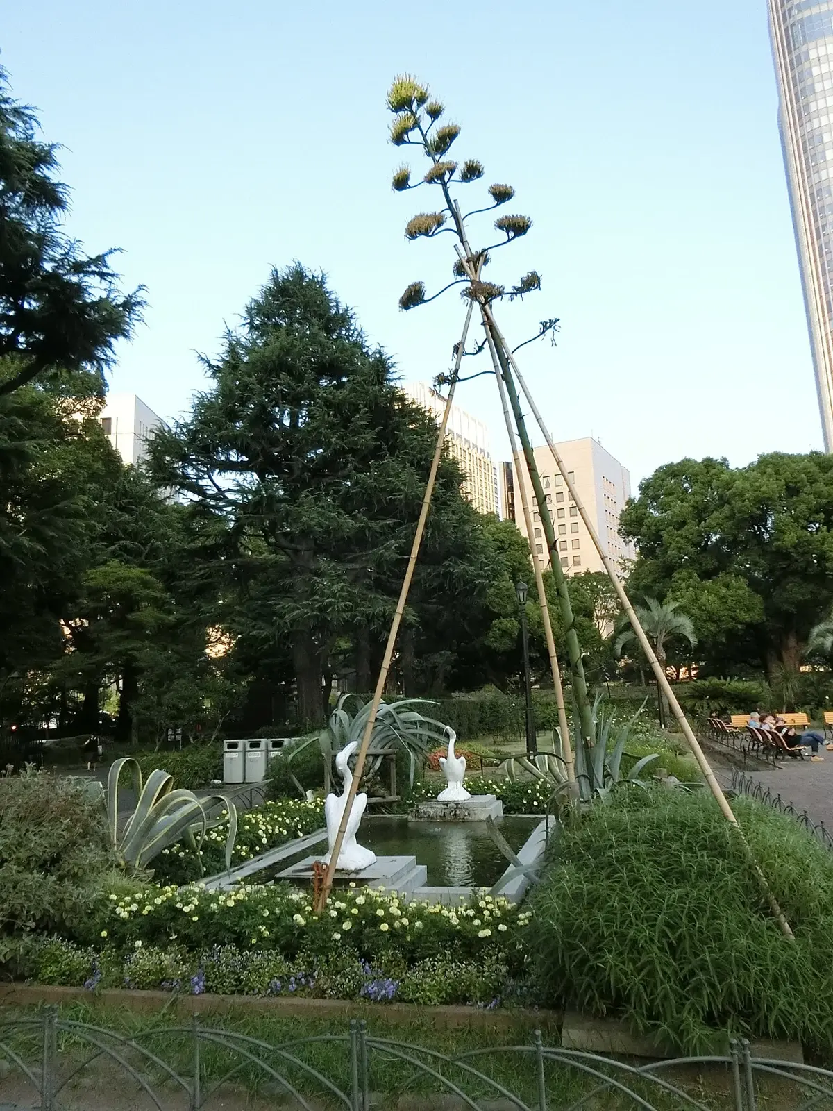 AGAVE — Agave americana