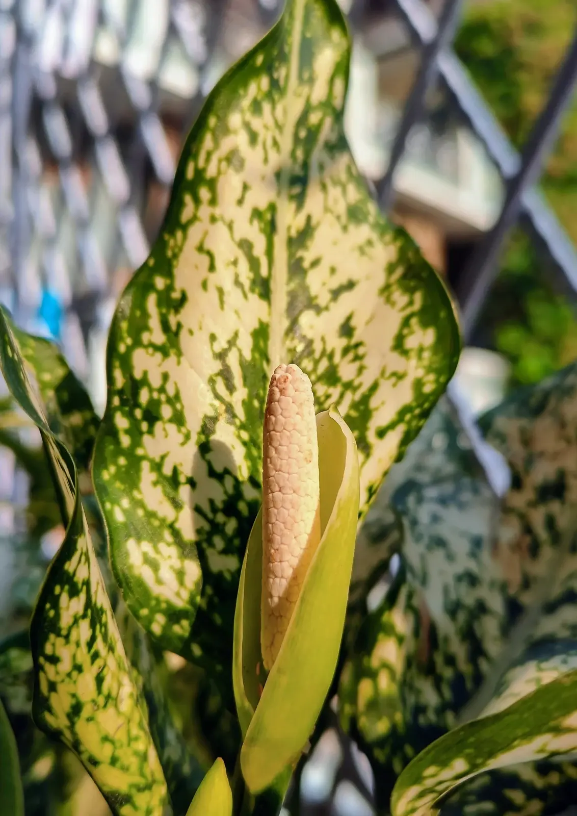 AGLAONEMA — Aglaonema commutatum
