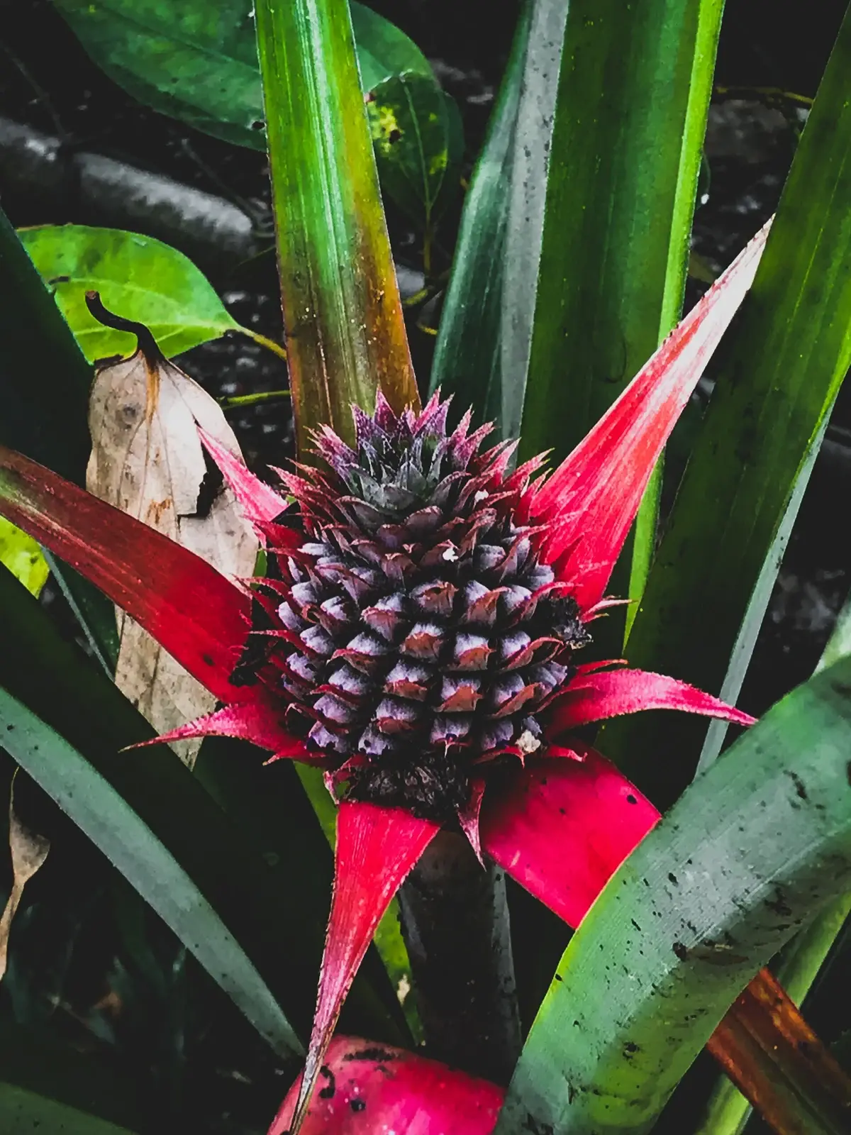 ANANAS — Ananas bracteatus