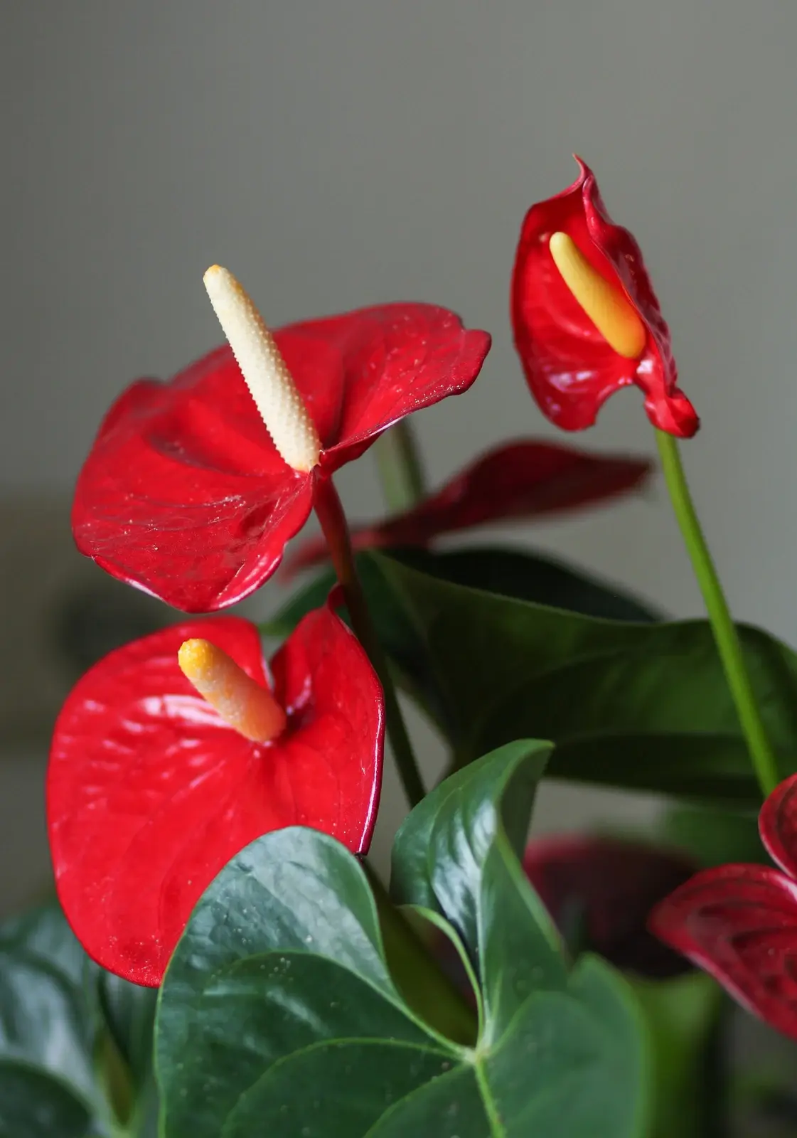 ANTHURIUM — Anthurium andraeanum