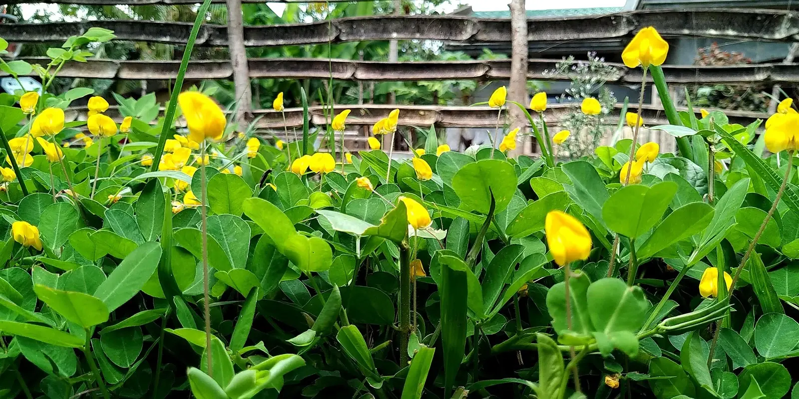 ARACHIS — Arachis pintoi