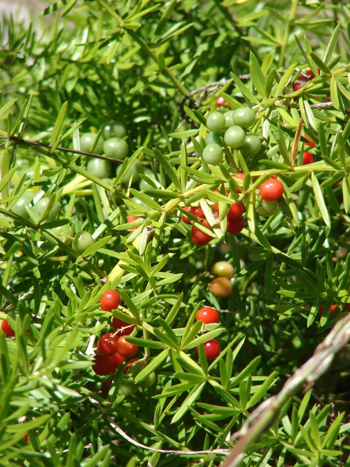 ASPARAGUS — Asparagus densiflorus