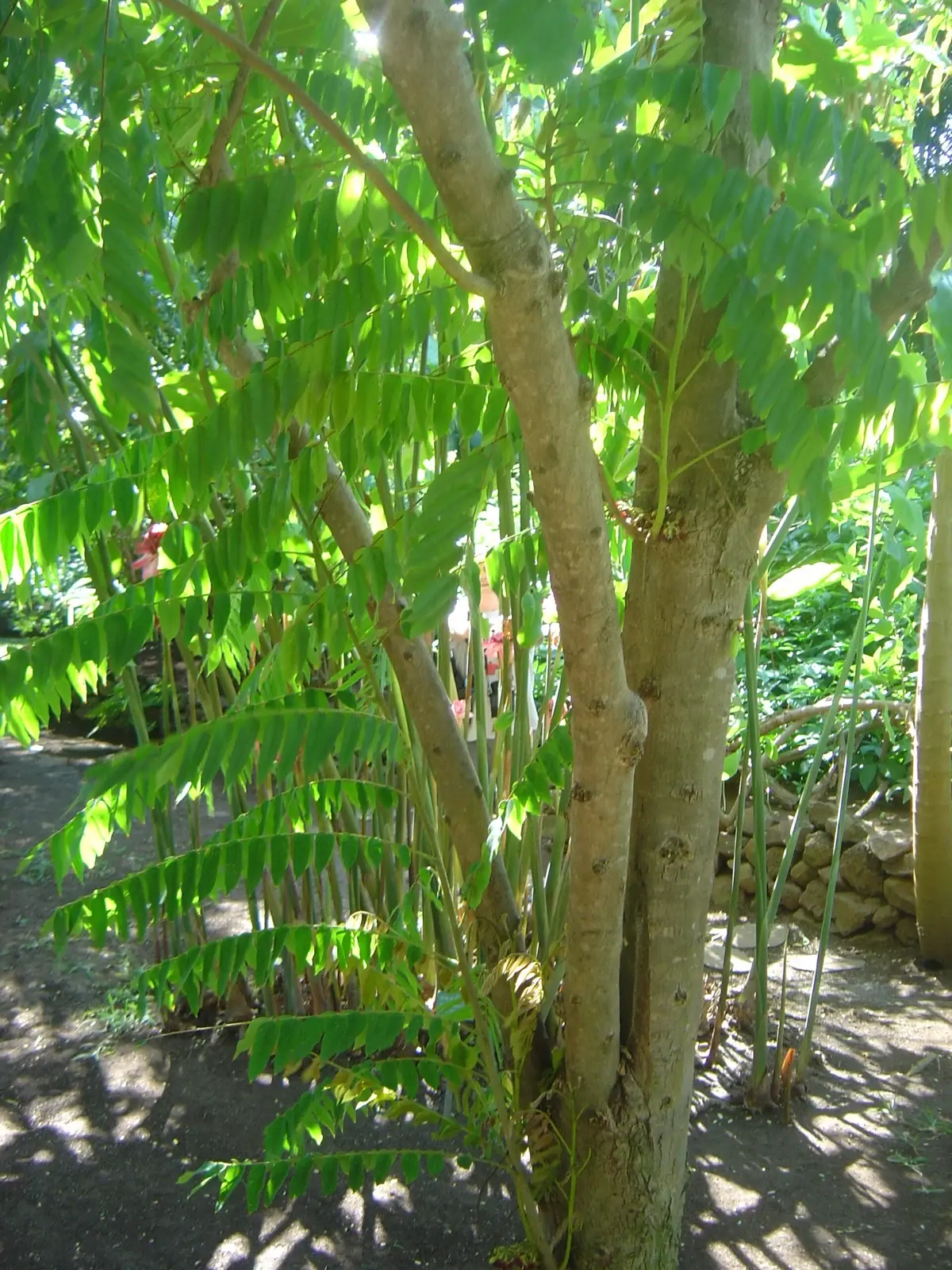 ASAM BELIMBING — Averrhoa bilimbi