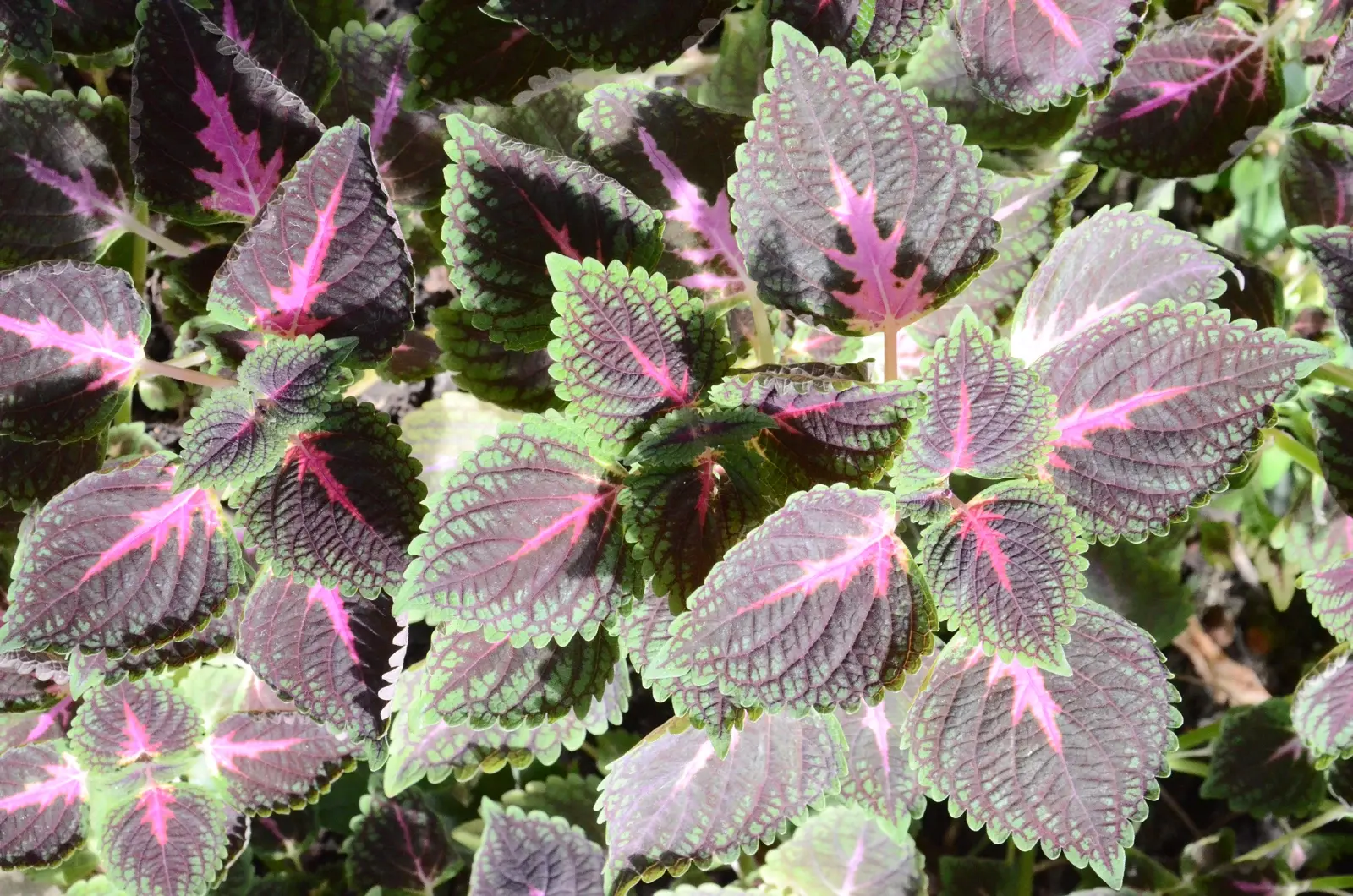 ATI-ATI — Coleus scutellarioides