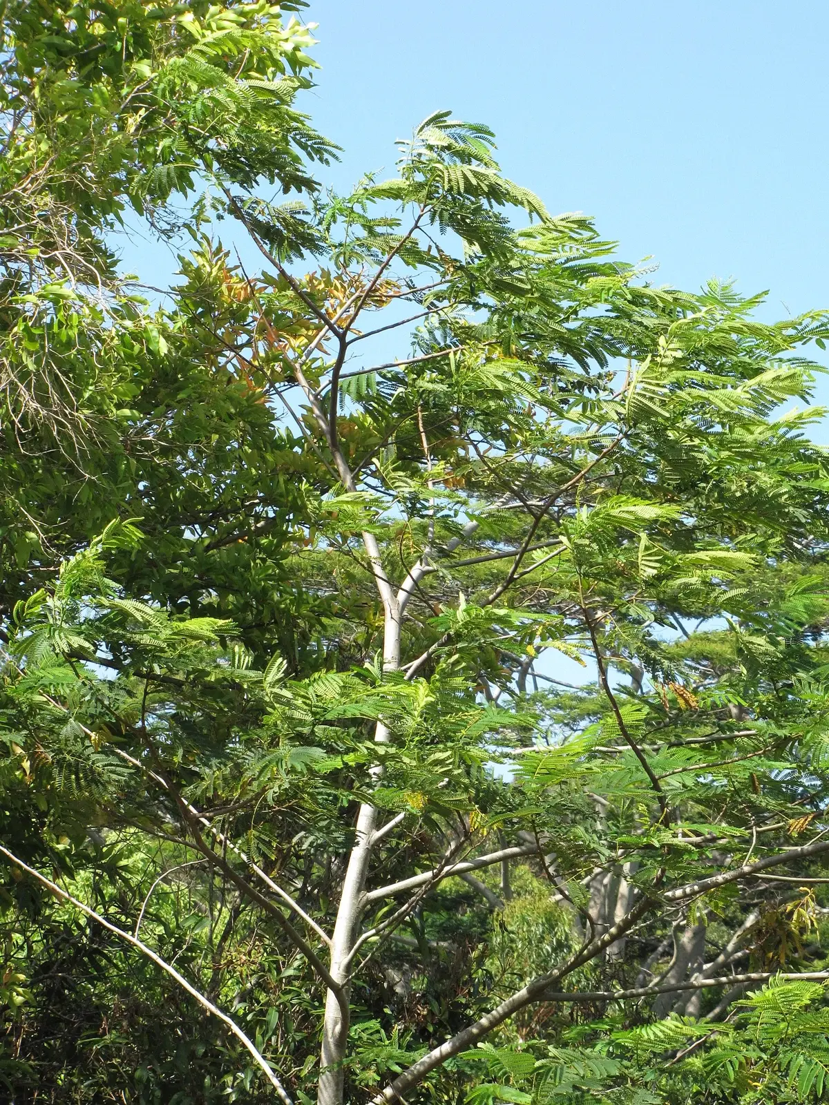 BATAI — Falcataria moluccana