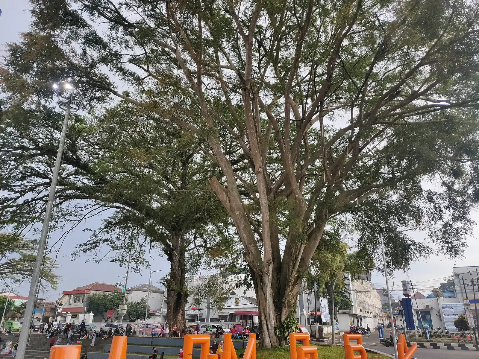 ARA/BERINGIN — Ficus benjamina