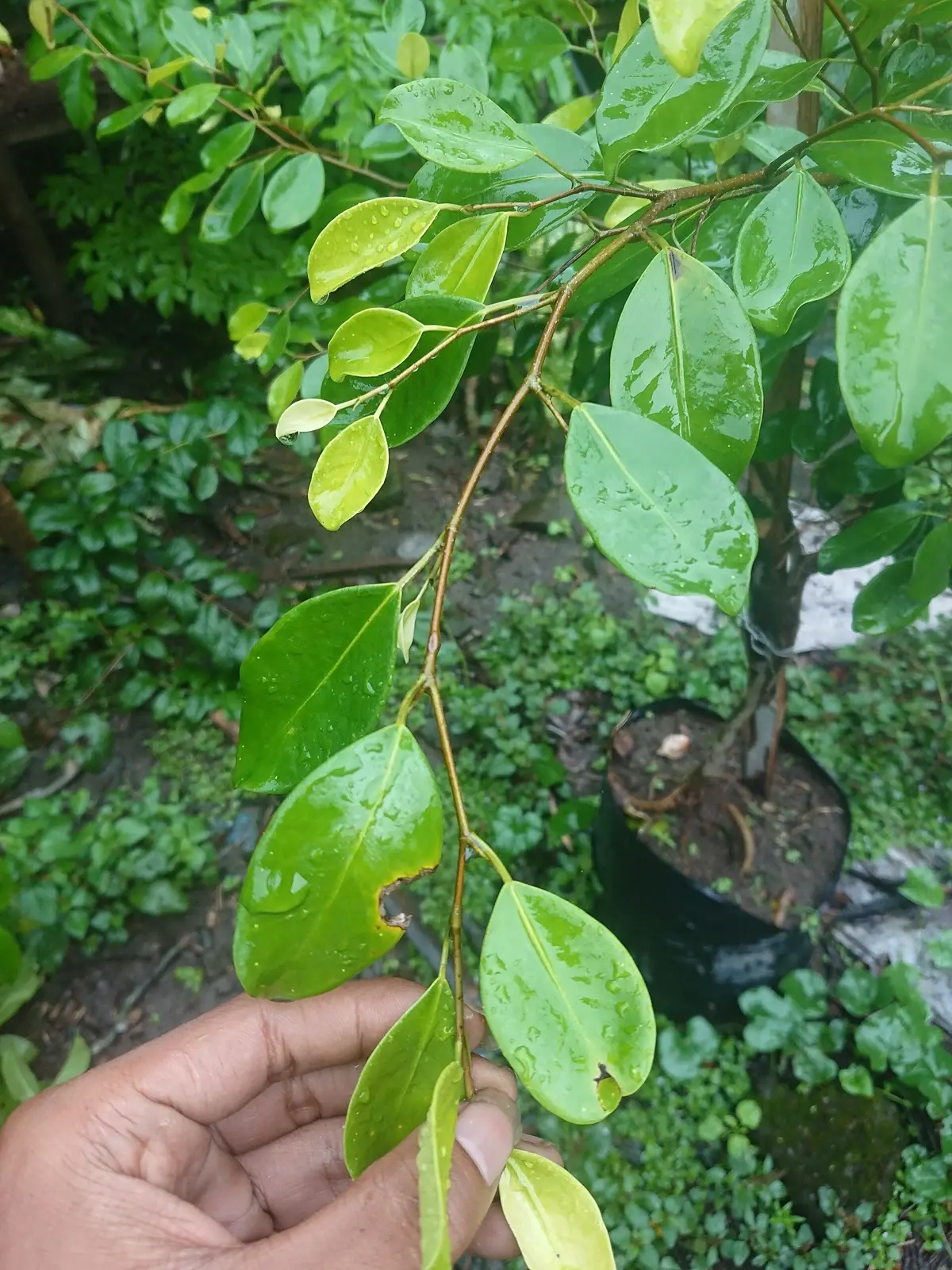 ARA — Ficus microcarpa