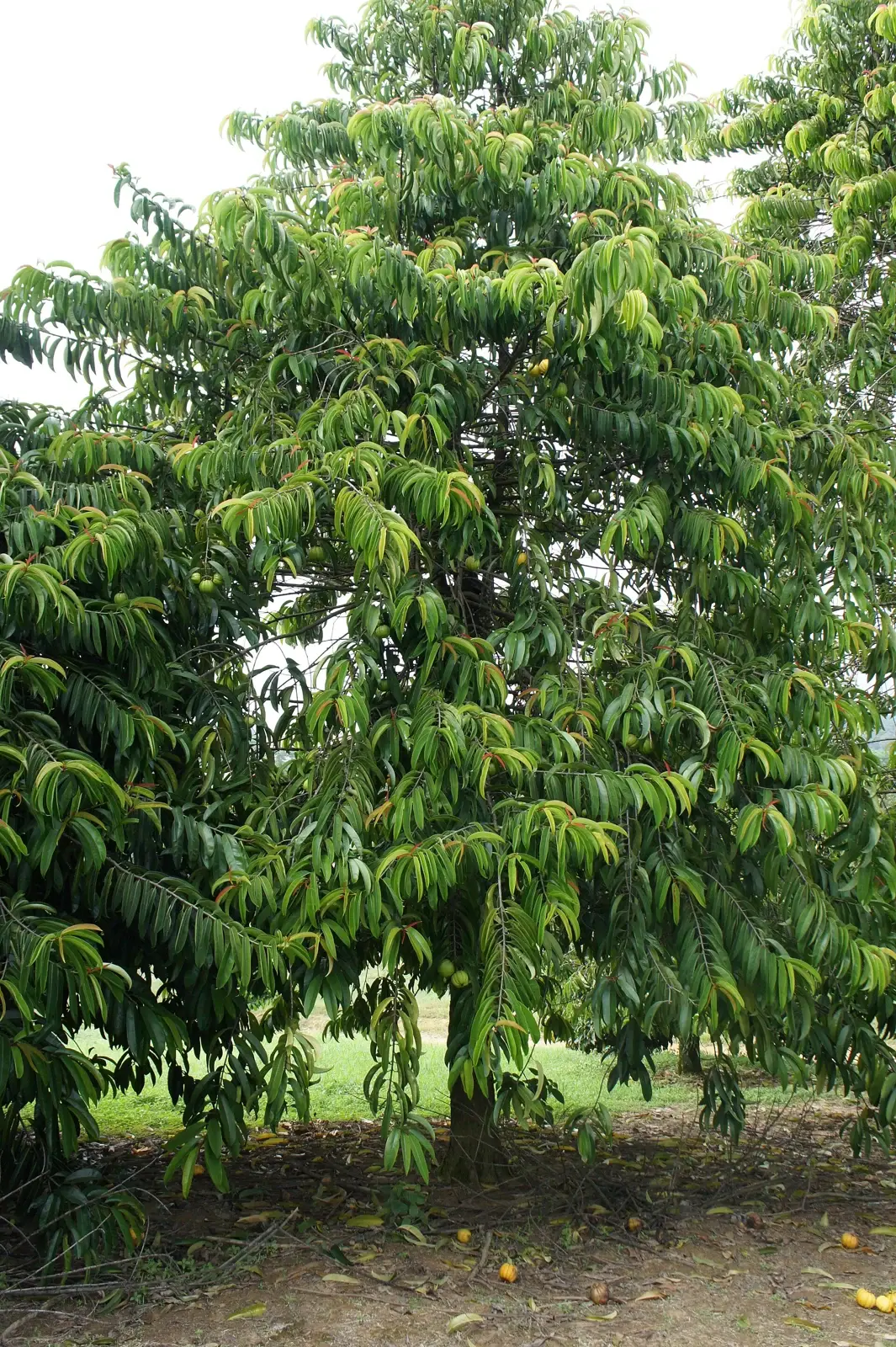 ASAM GELUGOR — Garcinia atroviridis