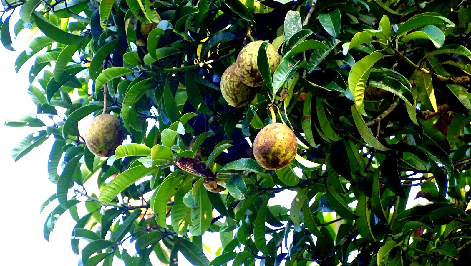 BACANG — Mangifera foetida
