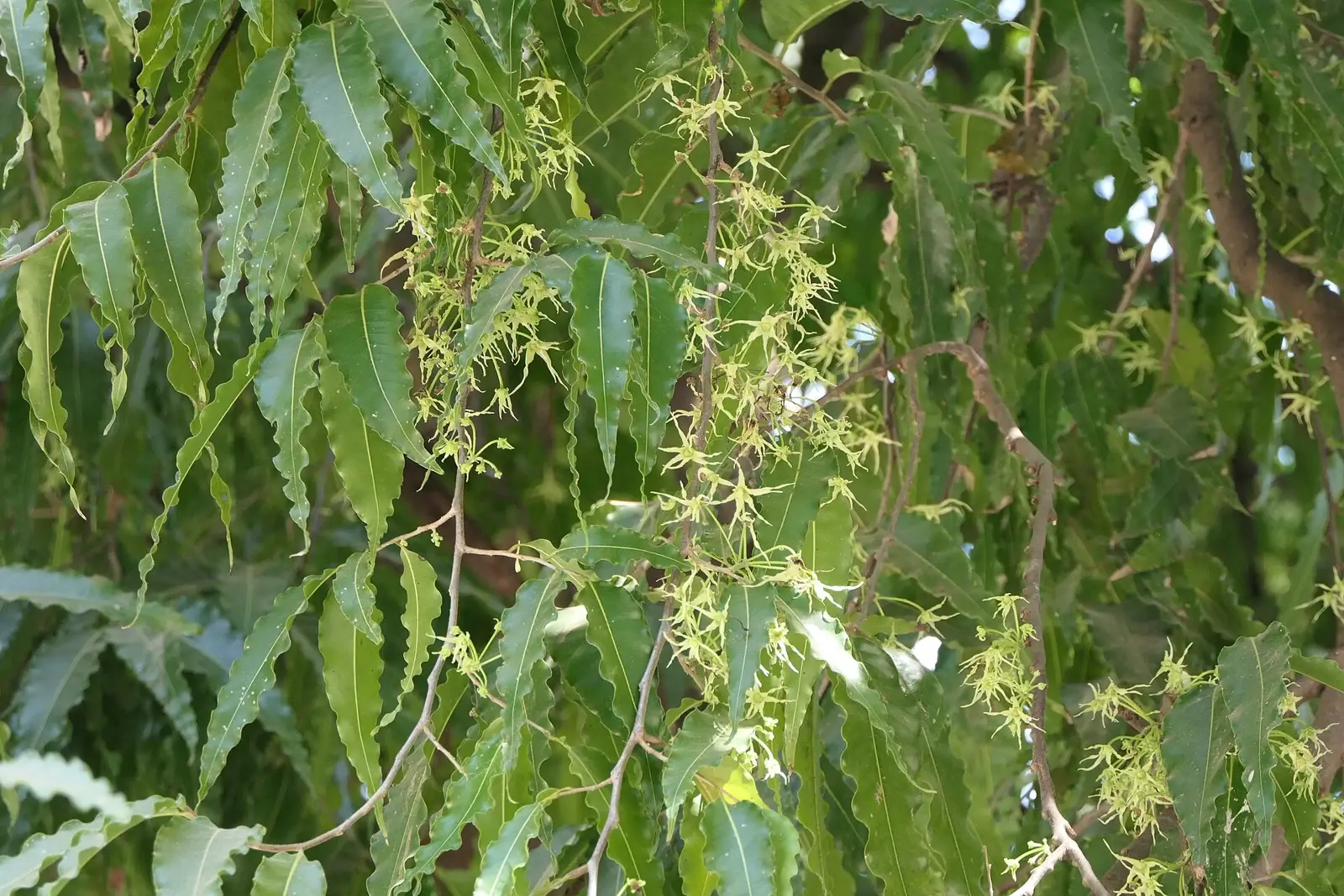 ASOKA — Monoon longifolium