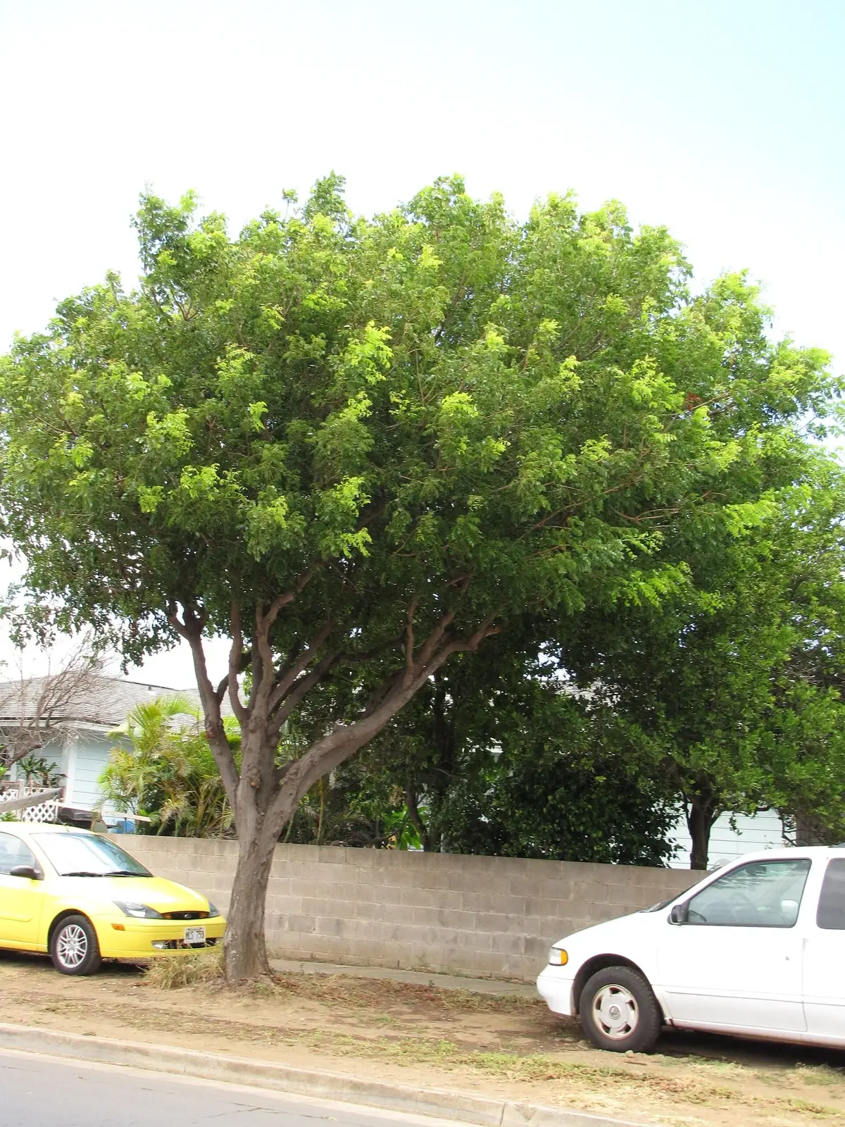 ANGSANA — Pterocarpus indicus