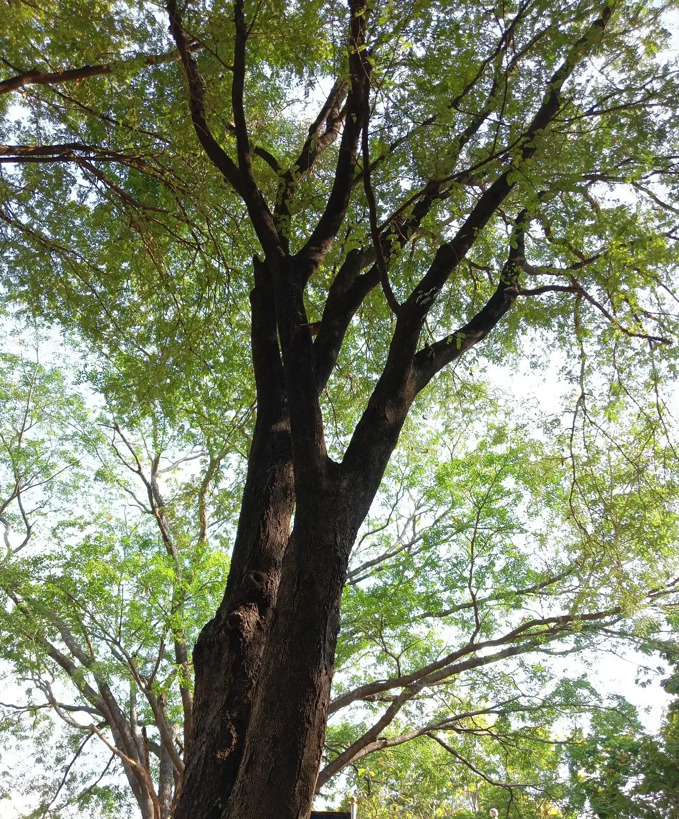ASAM JAWA — Tamarindus indica