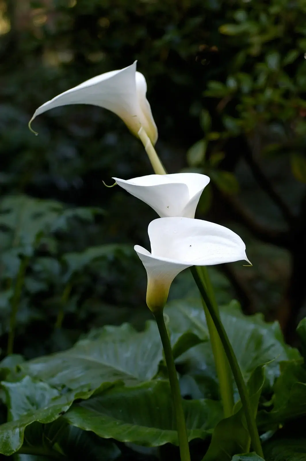 ARUM LILY — Zantedeschia aethiopica