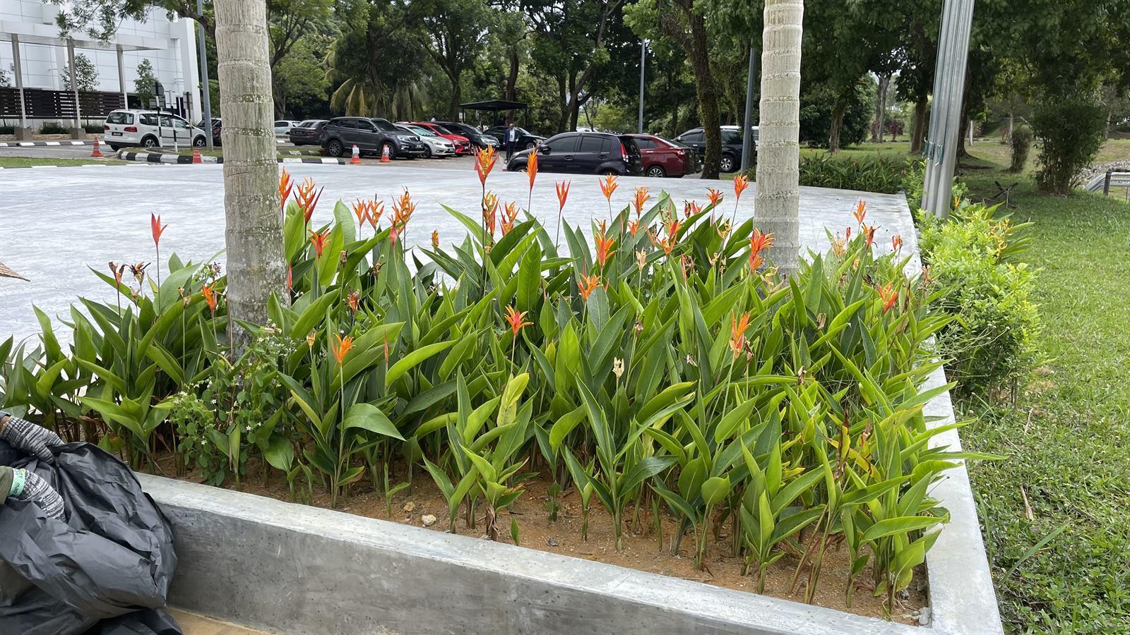 Flowering Shrubs