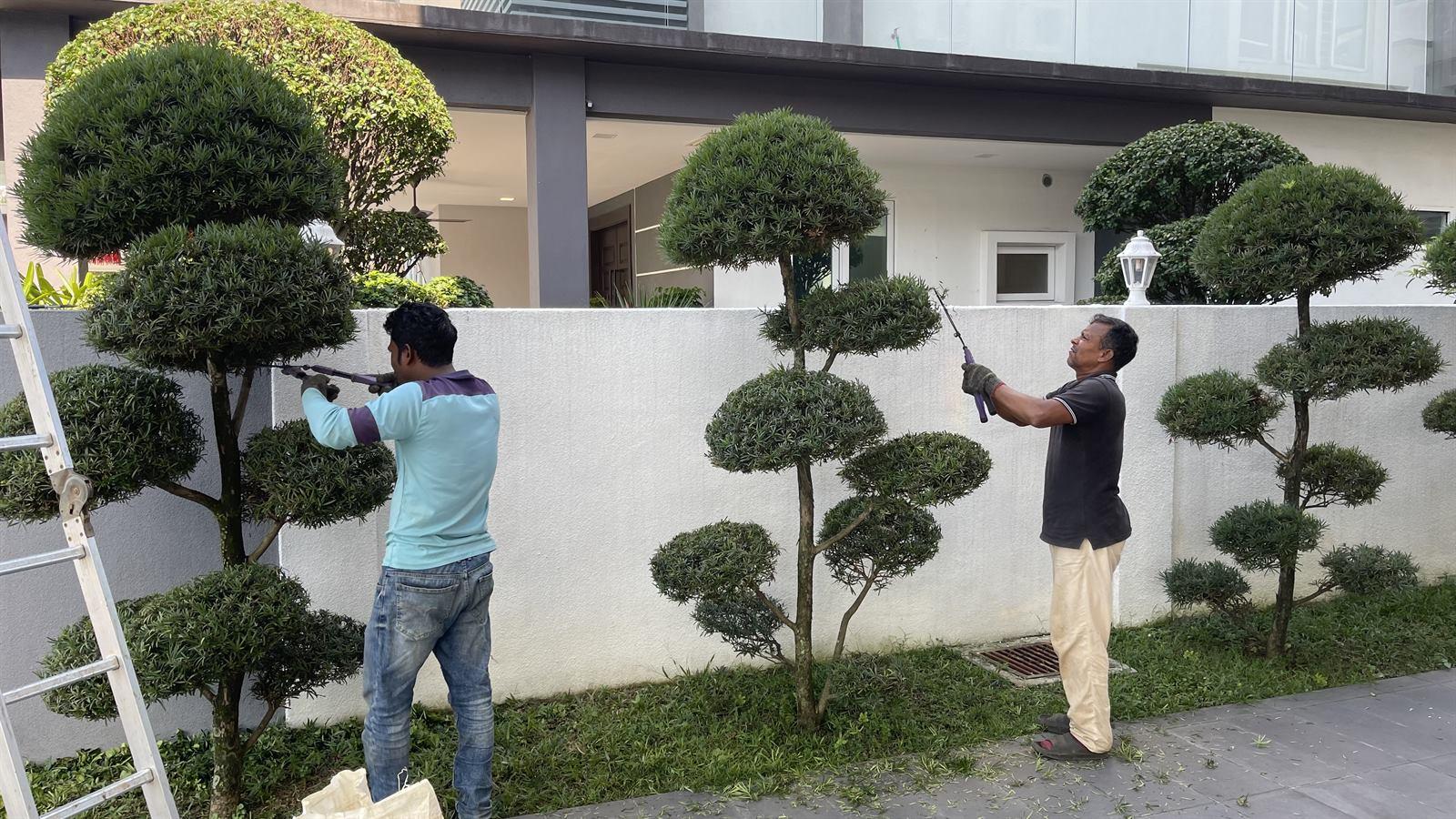Professional garden maintenance and plant care in progress