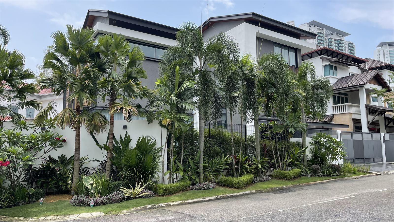 Front Garden Palm Feature